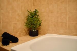eine Topfpflanze neben einer Badewanne im Bad in der Unterkunft duplex nouvelle du gué in Pouilly-en-Auxois