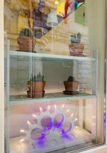 a display case with cactuses and potted plants at Old Town Moschetti 20 in Corato