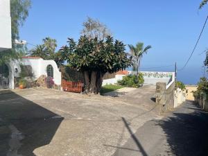 a tree in the middle of a driveway at Strelitzia Apartament in Santa Úrsula