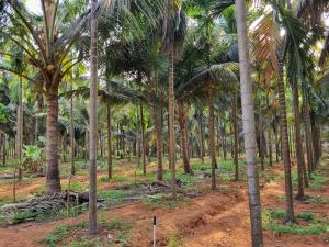 Gallery image of Farm Stay near Gokarna beach Bhavikodla with AC and Kitchen in Gokarn +19 photos