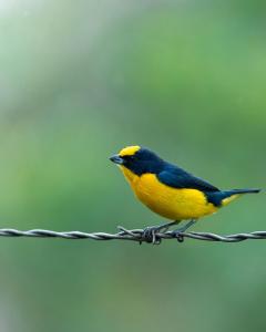 un pájaro amarillo y azul sentado en un alambre en Curigua Ecolodge-Sendero Cascada la milagrosa Buga, en La Primavera