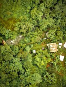 an overhead view of a forest of trees at Curigua Ecolodge-Sendero Cascada la milagrosa Buga in La Primavera
