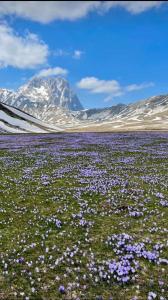 un campo de flores púrpuras con una montaña en el fondo en Amelia Sweet Home - Farindola en Farindola