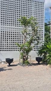 uma pequena árvore em frente a um edifício em VNL Stay em Trang