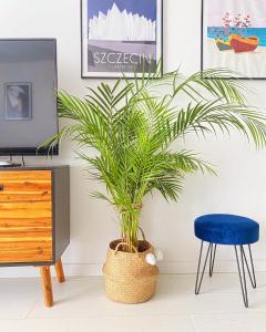 eine Pflanze in einem Korb neben einem Schreibtisch und einem blauen Stuhl in der Unterkunft Apartament MONSTERA in Dziwnówek