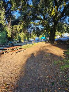 a picnic table under a tree in a park at Oak Knoll Village in Palomar Mountain