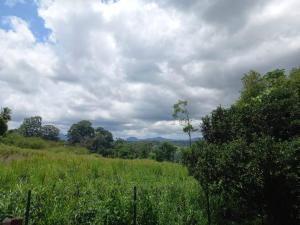 un champ de hautes herbes vertes avec un ciel nuageux dans l'établissement Gîte chez Rémisa, à Petit-Bourg