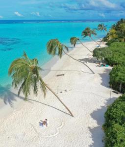 una vista aérea de una playa con palmeras en Thoddoo Island Holiday Inn en Thoddoo