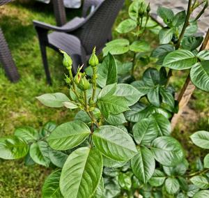 a plant with green leaves next to a bench at The Purple House-Villa in Bucharest in Bucharest