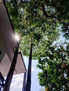 vista di alcuni alberi da sotto un edificio di Casajungla Hostel a Jacó