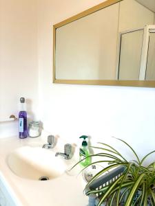 a bathroom sink with a mirror and a plant at Home away from home in Christchurch