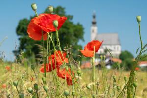 Fotografie z fotogalerie ubytování Haus Tschakert v destinaci Anger