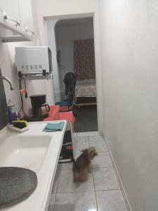 a dog sitting in a kitchen next to a sink at Pousada Cantinho da Idna - 2 Quartos Disponíveis - 1 solteiro e 1 casal in Uberlândia