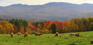 
a herd of cattle grazing on a lush green hillside at Trapp Family Lodge in Stowe
