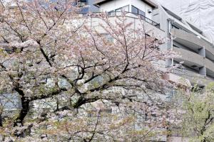 Fotografie z fotogalerie ubytování Tokyo Kitaku hotel v Tokiu