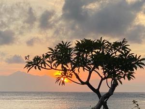 a tree on the beach with the sunset in the background at Meditasi Bungalows & Villas in Amed