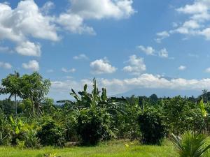 a field of plants with a blue sky and clouds at Ariwigangga Garden Guest House in Krambitan