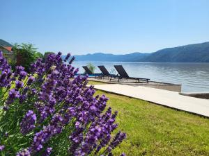 艾媗尼沙的住宿－Căsuța Sofiei，湖旁一排椅子,花紫色