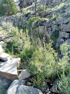 Giardino di Serenity Mountain