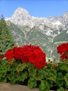 Ein Haufen roter Blumen vor einem Berg in der Unterkunft La Stella Alpina in Gossensaß