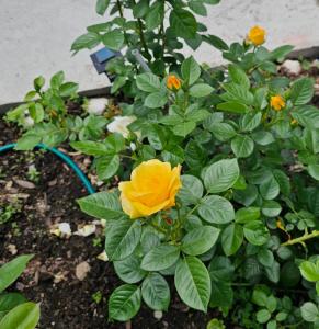 una rosa amarilla está creciendo en un jardín en The Purple House-Villa in Bucharest, en Bucarest