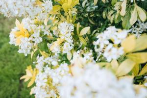 une fermeture de fleurs blanches sur un arbre dans l'établissement Le Beaumont • La Belle Campagne • La Plénitude, à Déols