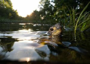 Eine Baby-Schildkröte schwimmt im Wasser in der Unterkunft Wintergreen in Mount Torry Furnace + 60 Fotos