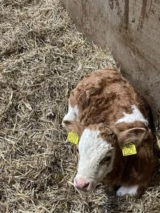 una vaca blanca y marrón tirada en heno en Östragården en Sölvesborg