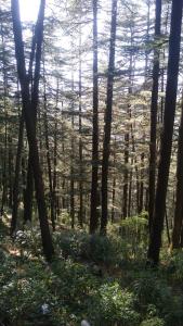 una zona boscosa con árboles, hierba y malezas en TiNY HOMESTAY for International Guest only, en Shimla