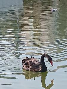 a black swan swimming on a body of water at Studio front de mer in Nice