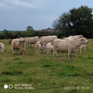 een kudde koeien die op een grasveld grazen bij Maison de Laurence - La Chaumiére de Mauvrain in La Celle-sur-Nièvre