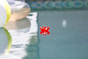 un crabe rouge flottant au-dessus de l'eau dans l'établissement Spacious Home & Lanai W/Heated Saltwater Pool!, à Cape Coral