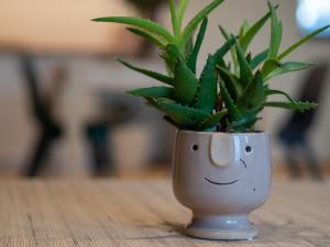 a plant in a vase with a smiley face at Juste à Côté - duplex tout confort in Esneux