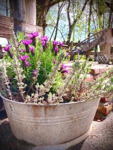 un planteur de fleurs violettes devant un banc dans l'établissement Ranch Nana's House, à Slovenske Konjice