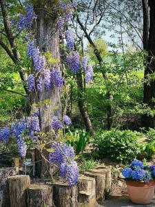 Une bande de fleurs violettes suspendues à un arbre dans l'établissement Ranch Nana's House, à Slovenske Konjice
