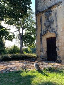 a cat sitting in the grass next to a building at Château de Monsac in Monsac