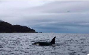 Une baleine tueuse nageant dans l'eau dans l'établissement Aurora dream, à Skjervøy