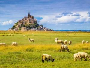 a herd of sheep grazing in a field with a castle at la petite maison Normandie in Saint-Cyr-du-Bailleul