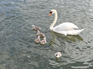 un cisne blanco y cuatro patos en el agua en Blackbird, en Biddinghuizen