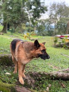 un cane bruno in piedi in un prato di FINCA HOTEL TIERRA NUEVA CAMPESTRE a La Vega