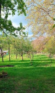 un champ d'herbe verte planté d'arbres dans l'établissement Casa de vacanta Balan, à Prundul Bîrgăului