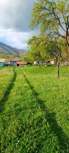 a shadow of a tree in a field of grass at Casa de vacanta Balan in Prundul Bîrgăului