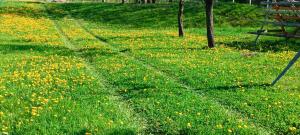 un campo de hierba verde con flores amarillas. en Casa de vacanta Balan en Prundul Bîrgăului