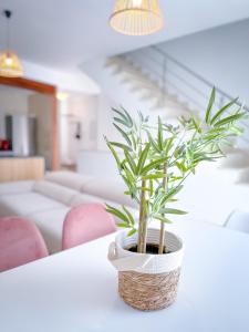 uma planta em um vaso sentado em uma mesa em Alojamientos Claus em Almodóvar del Río