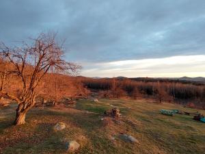 einen Park mit zwei Bänken und einem Baum auf einem Feld in der Unterkunft Adirondack Retreat in Bakers Mills