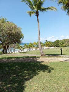 a palm tree in a park next to the beach at Appartements village Pierre et Vacances vue mer Guadeloupe St Anne studios ou T3 in Sainte-Anne