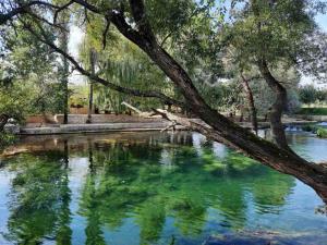 a tree hanging over a pond with green water at Guest house Green River in Ljubuški