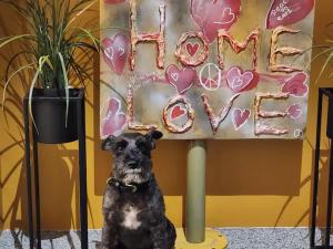 Ein Hund, der vor einem Schild mit dem Wort Liebe sitzt. in der Unterkunft Base apartments - capital area in Hafnarfjördur