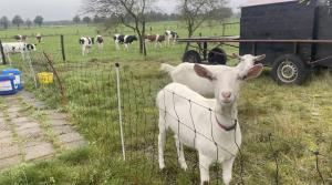 duas ovelhas atrás de uma cerca num campo com vacas em BuitenInn het Overveen em Rijssen