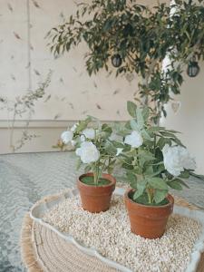 two potted plants on a tray on a table at Nefeli's Home- Family luxury apartment in Heraklio Town